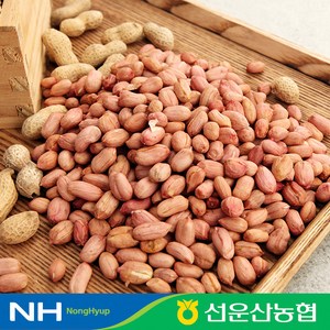 [선운산농협] 24년 햇 국내산 고창 생 알땅콩 1kg, 1개