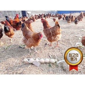 한국인의 밥상이 인정한 계룡산 토종닭 chicken 백숙재료(은행/밤/대추)무료 육수용 닭발(무료) 제공, 1개, 1.8kg