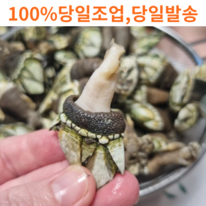 [고니네농수산] 100% 자연산 당일채취 거북손, 1세트, 1kg