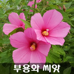 [해피플라워] 무궁화를 닮은 꽃 부용화 씨앗 100립 / 봄 여름 가을 파종 꽃씨, 1개