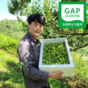 [GAP인증] 하동매실 청매실 황매실, 1개, 청매실 5kg(혼합)