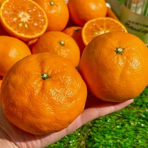 16bix 당도응축 달콤상큼 제주 카라향, 1박스, 3kg(중소과)