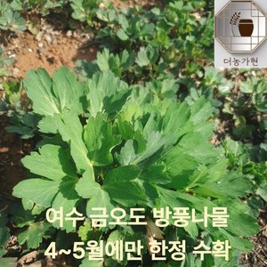 [산지직송 당일수확](더농가현) 좋은품질 선별 여수 금오도 방풍나물 신선한 제철 나물 이번달만 판매 1kg 2kg 4kg, 1박스