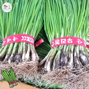 야과몰 국내산 싱싱한 흙 쪽파 3kg 6단 내외, 1개