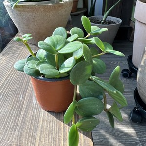 페페로미아 호프 peperomia hope, 1개