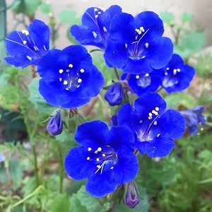[모야모 꽃씨] 캘리포니아블루벨 Califonia Buebell 씨앗, 1개