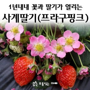 [모종심는아빠] 1년내내 꽃이피고 딸기가 열리는 사계딸기 프라구 핑크 분홍꽃, 1개