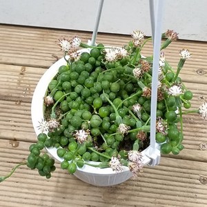 행복한꽃순이 콩란 콩난 걸이분 (중소), 1개
