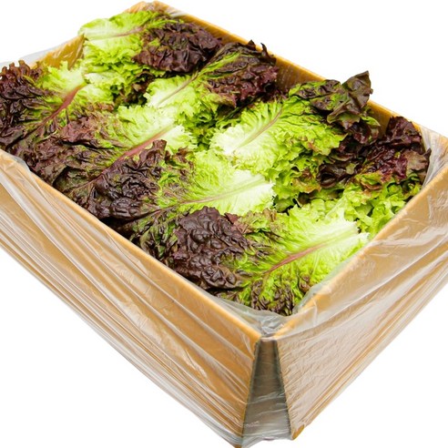 국내산 특품 꽃상추 한박스 2kg 적상추 쌈채소 쌜러드야채 가락시장 당일새벽경매, 2kg, 1개