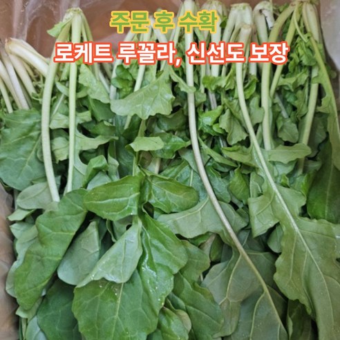 십이계절 로케트 루꼴라 국내산 로켓루꼴라 당일수확 산지직송