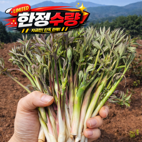 [양심판매] 새벽수확 봄제철특급 향긋쌉쌀 땅두릅