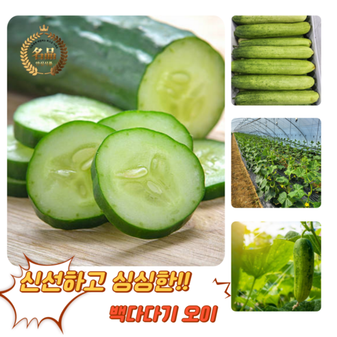 [굿피플] 백다다기오이 백오이 오이 백다다기 국내산백오이 오이지용오이 못난이백다다기오이, 1박스, 오이 백다다기 1kg(특품)