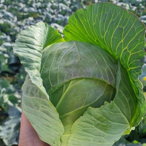 [제니네 제철과일] 산지직송 제주 미니 양배추 아삭한 겨울 제철, 10kg, 1개, 10L