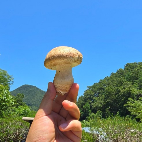 [산지직송]프리미엄 송화버섯 표고버섯 송이버섯 선물세트 가정용 1kg