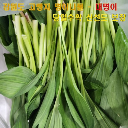 십이계절 강원도 고랭지 생 명이나물 산마늘 대명이 당일수확 산지직송