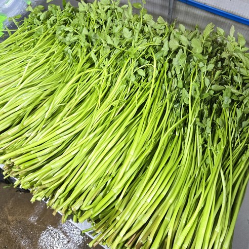 특품 무농약 맥반석 미나리, 500g, 1박스