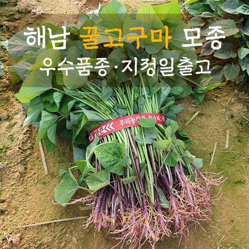 우수품종 베니하루카 꿀고구마 모종 순 종순 싹 종자등록 해남농장 직영 출고