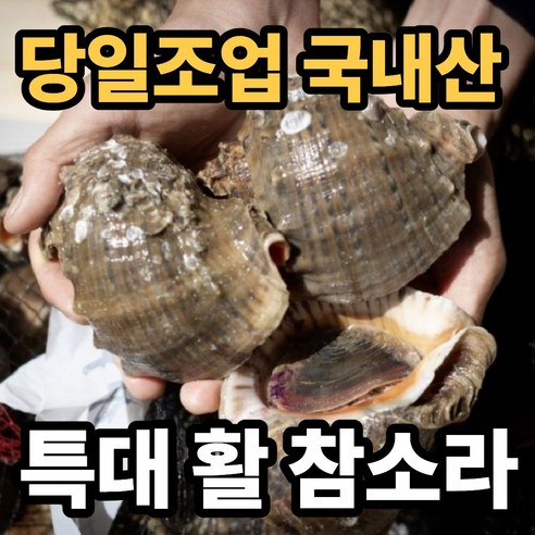 [인천 직배송] 자연산 생물 참소라 (1kg 4~8미)