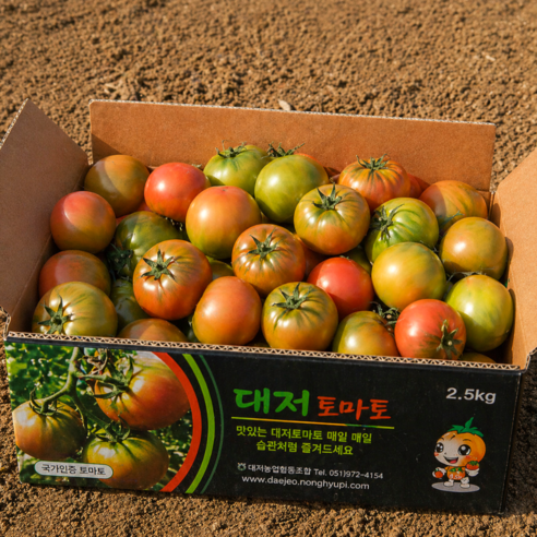 단독특가 농가직송 부산 대저토마토