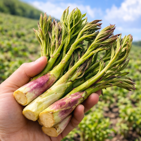 [한정초특가] 산지직송 국내산 봄나물 땅두릅, 1박스, 1kg