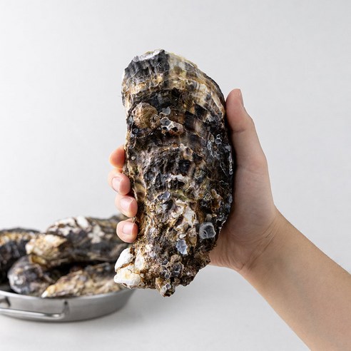 레브 당일작업 산지직송 통영 삼배체 굴 대왕굴, 1개, 3kg