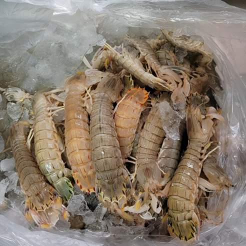 국내산 진도 활 갯가재 1kg 22미~27미