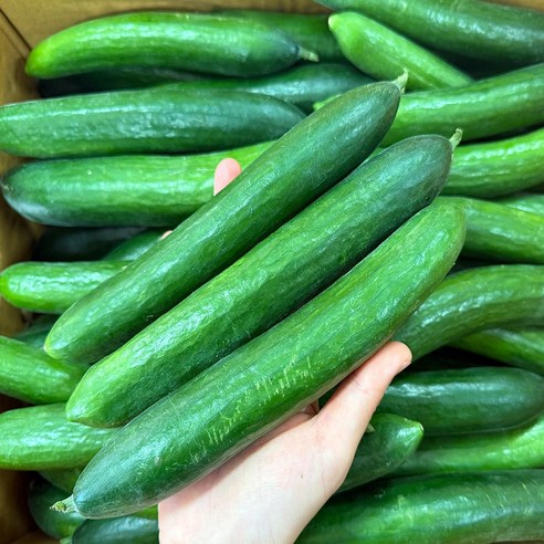 스마일프레쉬 아삭삭한 스낵오이 미니오이, 1개, 미니오이 5kg(50개내외)