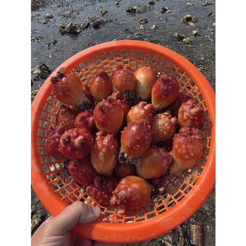 당일조업 국내산 제철 통영 가성비 멍게 3kg (36미 내외) 가성비 앵치멍게 한입멍게 / 당일발송 / 한정특가