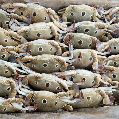 삼점게 암게 3kg 6kg