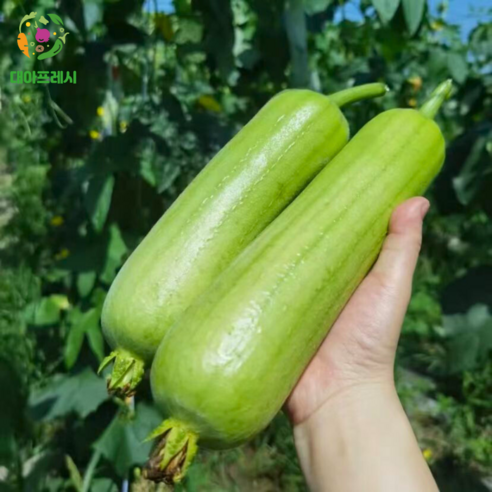 대아프레시 야채 아저씨네 만능 요리재료 인큐애호박, 1박스, 애호박