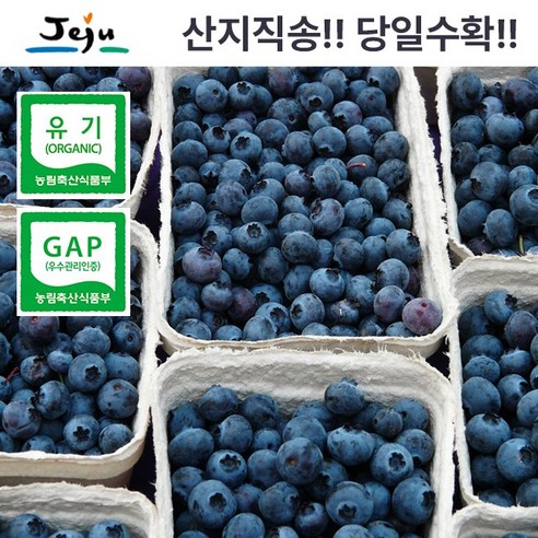 탐나베리팜 유기농 산지직송 제주 생블루베리 특 500g 16-18mm, 1개, 500g