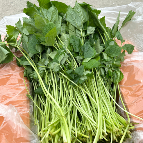 대아프레시 야채 아저씨네 국내산 산지직송 신선 향긋한 참나물 300g 500g 1kg 2kg 4kg