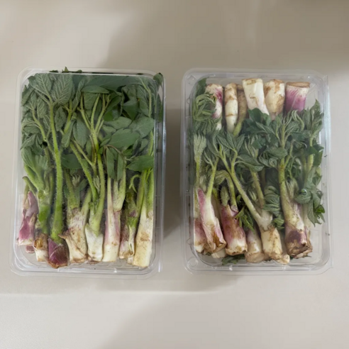 이서네 장터 남해 노지 산지직송 국산 땅두릅, 1박스, 500g
