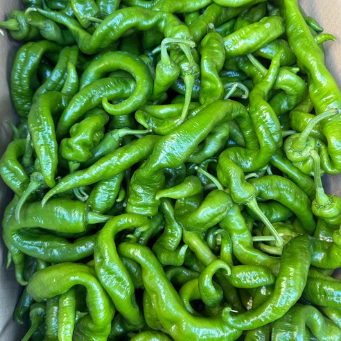금성식품 중국고추 약간매운맛 뤼스죠 B품 못난이 꼬불랑이 1kg