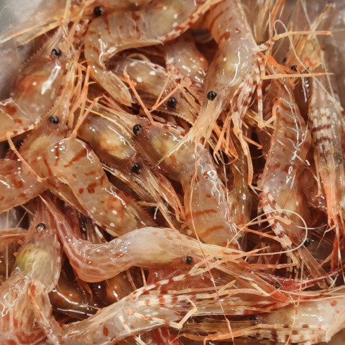 산지직송 활 독도새우 3종 랜덤 500g 도하새우 꽃새우 닭새우