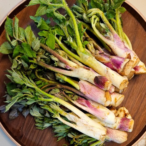 경상도 남해 땅두릅 (특품) 자연산 봄나물 국산 드룹, 1세트, 2kg
