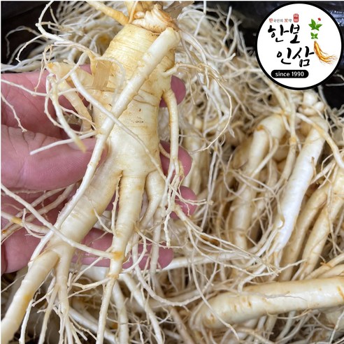 풍기 인삼 산지직송 5년근 6년근 10뿌리-15뿌리 세척 진공 풍기인삼시장 한보인삼사, 10세트, 600g