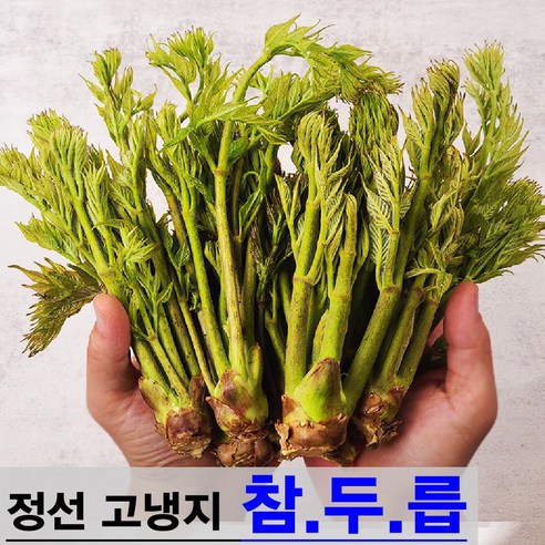 햇살농원 정선 고냉지 자연산 생 참두릅 산두릅 당일수확 산지직송, 1개, 고냉지 생 참두릅 1kg