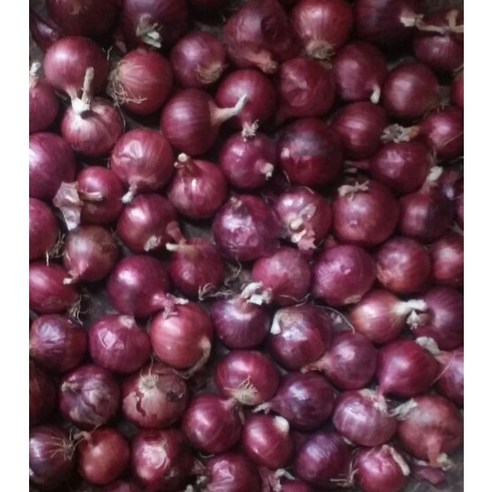 베트남산 샬롯(Shallot) 미니양파 1kg, 1kg, 1개