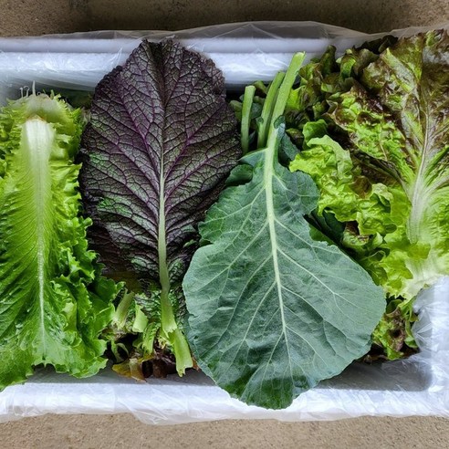 [제니네 제철과일] 산지직송 국내산 쌈채소 3~4종 로메인 케일 적겨자, 1kg, 1개, 1L