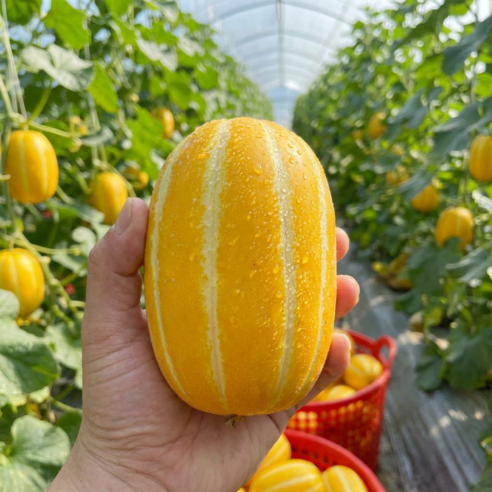 [당일수확] 성주 참외 산지직송 18브릭스, 1박스, 5kg
