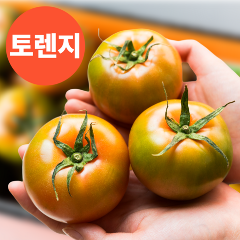 [초특가할인] 토렌지 토마토오렌지 신품종 토렌지 토마토