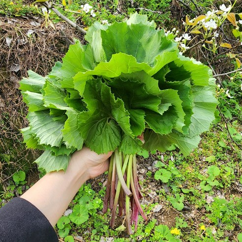 자연에서 자란 야생 머위 머위순 머위대 머위 나물 머위잎, 1개, 1kg