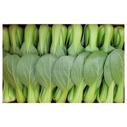 야채왕 싱싱한 청경채 중량별 200g/500g/1kg/2kg/4kg, 1개, 200g, 1개