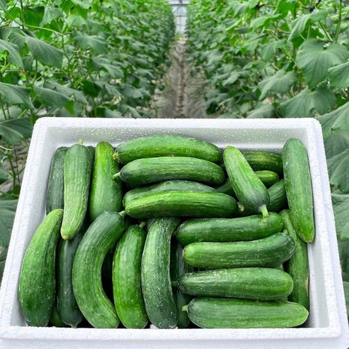 수분 가득 못난이 미니오이 피클 오이지 스낵 제철 간식용 1.5kg 3kg 5kg