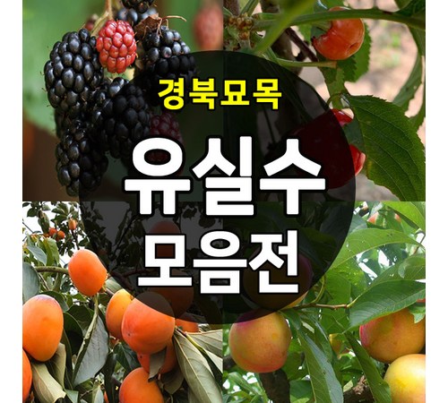 고급 향신료 사이공 계피나무의 매력과 활용법