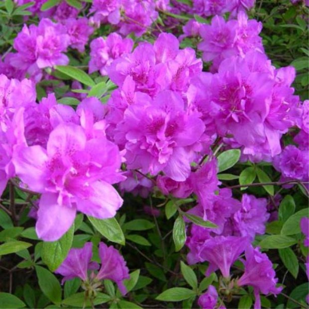 27a3ed937f5d358d3da422a26e537c29eee71b4f0c8217daf93414911bf5.jpg