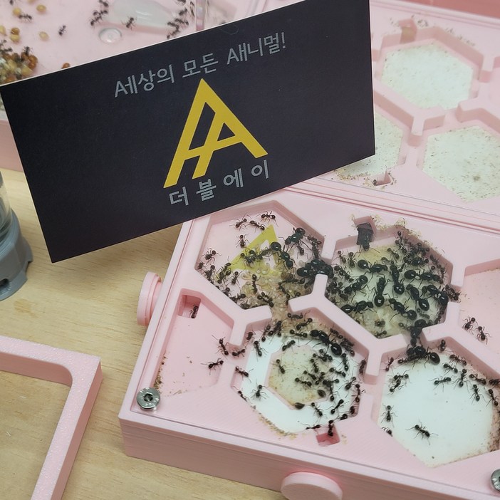 짱구개미 / 여왕개미 / 개미키우기 / 어린이날/ 어린이날선물