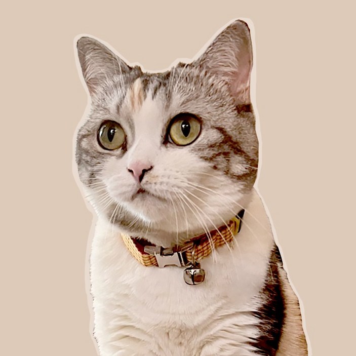 고양이 목줄 실리콘 밴드 네임택 목걸이 이름표