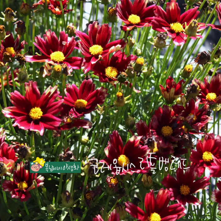 리틀뱅레드 4포트 키작은 코레옵시스복남이네야생화 모종 왜성 coreopsis 리틀뱅레드 4포트 키작은 코레옵시스복남이네야생화 모종 왜성 coreopsis